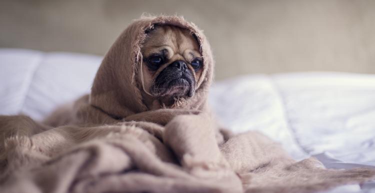 sad dog in a blanket